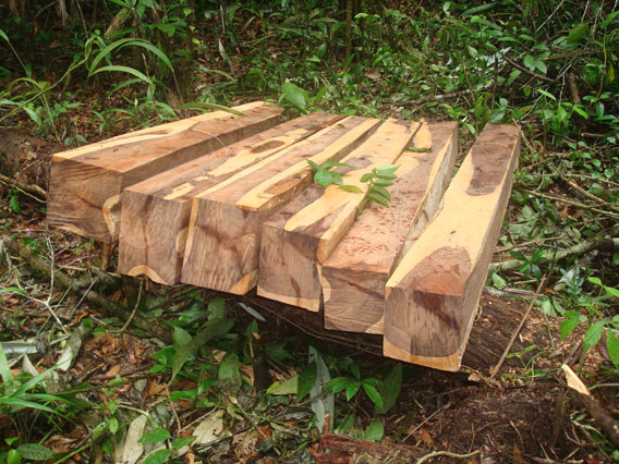 rosewood.belize.moratorium.wood.568