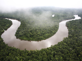 The Amazon rain forest. Loreto region, Peru.