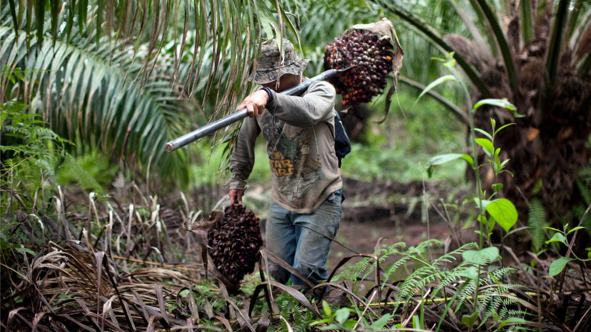 guatemala-palm-oil-worker