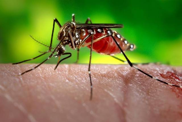 Zika