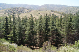 Pine forests creating dry and hazardous land. Photo (cc) Pato Novoa 2012
