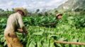 Stamping out the illicit trade would be a boon for Latin America’s cash-strapped governments, still reeling from the slowdown of the commodity super cycle. Photo (c) Cubasi 2017