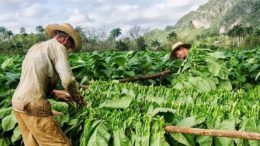 Stamping out the illicit trade would be a boon for Latin America’s cash-strapped governments, still reeling from the slowdown of the commodity super cycle. Photo (c) Cubasi 2017